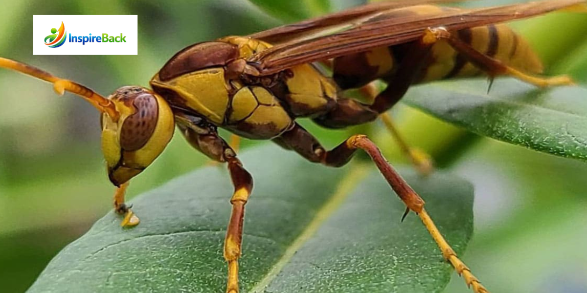executioner wasp