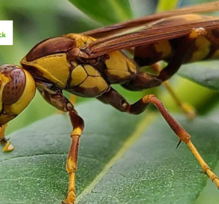 executioner wasp